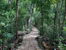 Hiking trail in John Pennekamp State Park