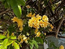 Flowers are popping.