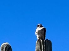 Saw this guy almost every down coming down the mountain.