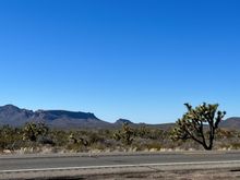 A desert "forest' of Joshua Trees.