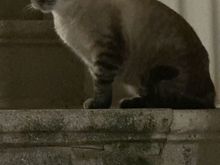 Local resident on guard