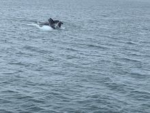 Humpback whale on return in Chatham Sound