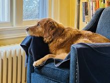 Naps during the Montana State game (Lil was asleep on our bed and Kate was at the game).