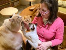 Here I am feeding a cat lollipop to some cats