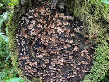 Crazy growth on the cut log of a tree.
