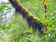 Some of the moss on this "orangutan arm"