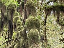  Just a couple of bumps on a log