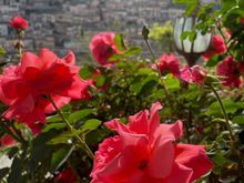 Morning flowers, with Modica in the background