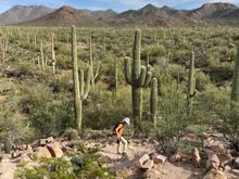 View of saguaro national park from Signal Hill