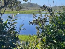 After a while, it's a mile trail, we come to a little pond and are looking for critters, but don't see any, then we saw an osprey which was pretty cool.