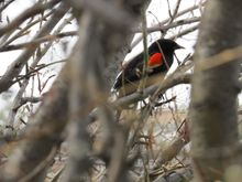 This guy is calling for his mate.  It is mating- nesting time!!