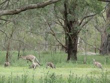 Kangaroos everywhere 