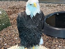 An Eagle from the center. She only has one eye so no depth perception.C