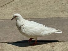 Rock Pigeon 