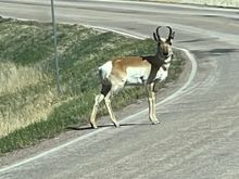 Lots of Pronghorns on this this trip.