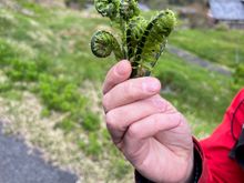 Quinlan showing us "fiddleheads" he had foraged