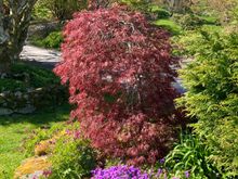 Caerau Gardens 