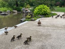 Ducklings!! This picture makes me think of rival gangs like the Sharks vs the Jets. (Or it’s just my weird brain). 