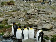 King penguins greet us at the end of the hike.