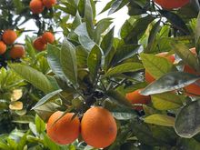 Valencia oranges not ready.