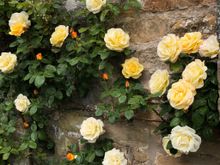 Love the cream roses!