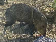 Just a little local wildlife at our inn