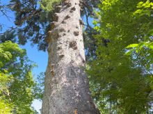 World's largest Sitka spruce tree (my son for size comparison). The circumference of the tree is almost 59 feet