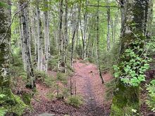 Forest to the lookout over valley