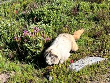 One of the several marmots we saw. They are completely unbothered by people