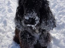 Our cocker buddy Coco — we petsit him on occasion. He loves the snow!