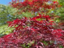 Kenrokuen Garden - I love Japanese maples and wish I could get one to grow in our yard