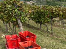 Motovun from the distance 