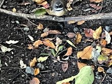 Another fantail photo