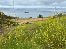 Lots of beautiful wildflowers everywhere