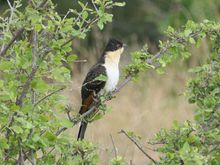 Jacobin cuckoo