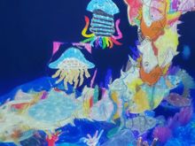 My squid now happily swimming in the Living Aquarium exhibit.