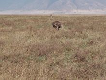 Ostrich