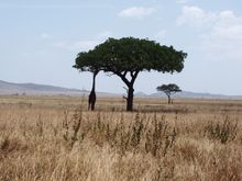 Giraffe grazing on the iconic Acacia tree of the Serengeti