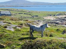Connemara Pony