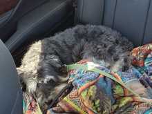 Coming home from the vet office.