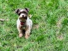 Tiny pup is happy to have Cora busy with the big pups.  Cora is too bouncy, in her opinion.