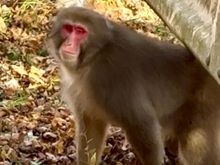 On our way to the Ryokan a troop of macaque (snow monkeys) were comfortably sitting in the middle of the road. Our bus driver was having no part of them getting him off schedule so honked them off the road. 