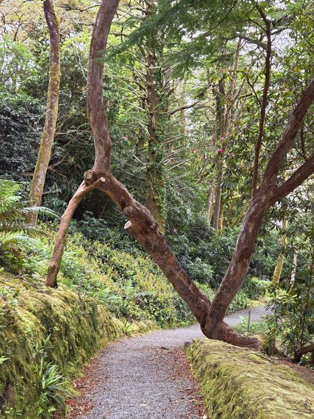 Dereen gardens