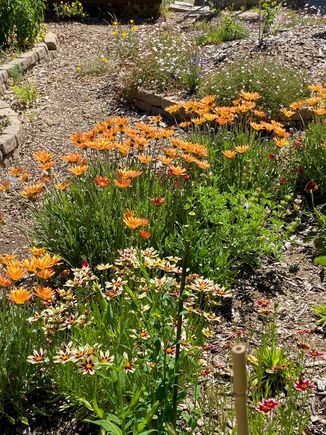 Last pic till the next blooms pop up