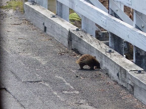 Echidna busy searching for ants