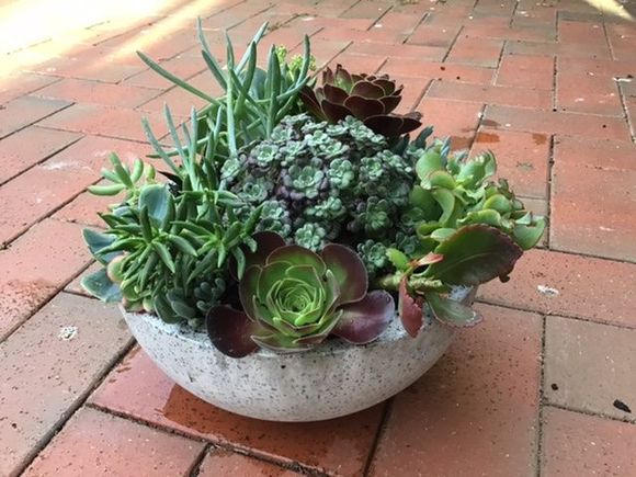 Sedum (purple) in centre