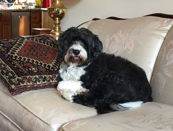 Cooper the Tibetan terrier