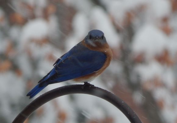 At the feeders today.  We don’t see a lot of bluebirds.