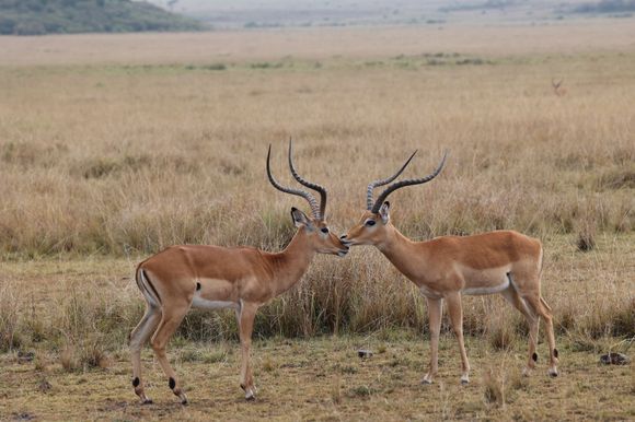 brings new meaning to 'going nose to nose'!