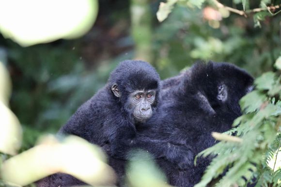 this baby was so sweet being carried on the back.